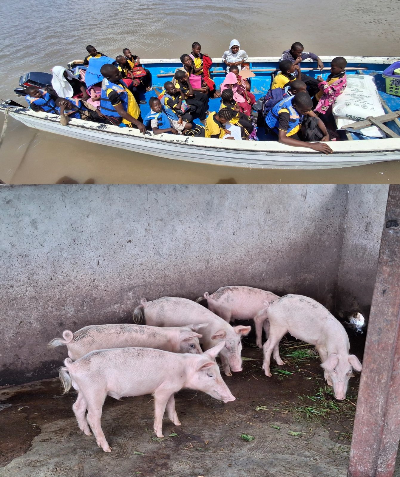 shining-light-school-pig-farming
